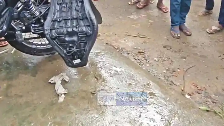 Cobra Found Inside Bank Manager Bullet Bike in Gaya Panic