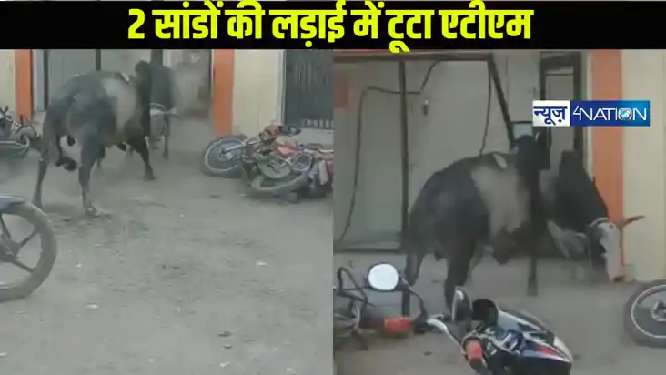 वायरल वीडियो: सांडों की लड़ाई ने तोड़ा एटीएम, सोशल मीडिया पर