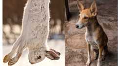 सावधान! खरगोश समझकर खा गए कुत्ता:  मंगरू की घिनौनी करतूत से हड़कंप