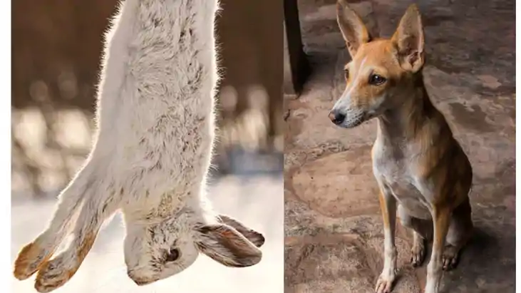 सावधान! खरगोश समझकर खा गए कुत्ता:  मंगरू की घिनौनी करतूत से 