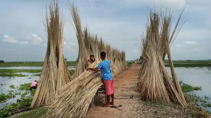 जूट किसानों के लिए मोदी सरकार का बड़ा तोहफा: MSP में  की भार