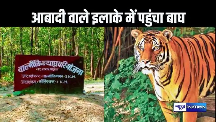 वीटीआर से निकलकर आबादी वाले इलाके में पहुंचा बाघ, गन्ने के ख