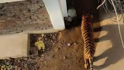 Tiger in patna - पटनासिटी की गलियों में घूमता दिखा जंगल का टाइगर, सोशल मीडिया पर तस्वीर वायरल