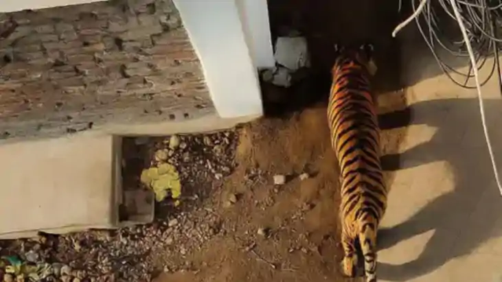 Tiger in patna - पटनासिटी की गलियों में घूमता दिखा जंगल का ट