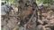 Munger Police STF Operation inside Bhaisadah Forest