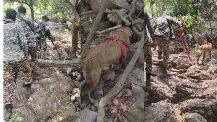 Munger Police STF Operation inside Bhaisadah Forest