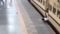 Woman Dies After Falling While Boarding Train in Supaul