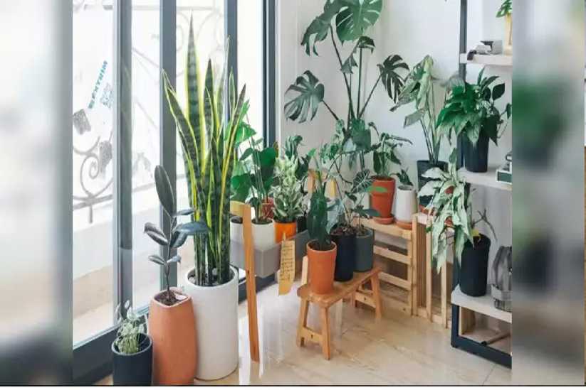 Lucky Plants For Home