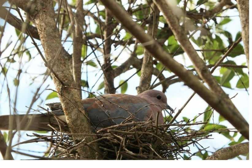  Bird Nest Astrology: