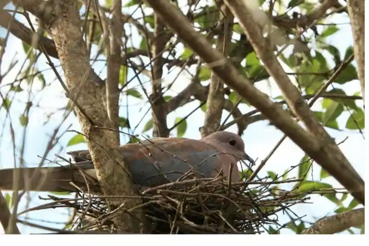  Bird Nest Astrology: