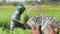 Agricultural Input Subsidy Scheme