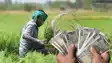 Agricultural Input Subsidy Scheme