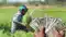 Agricultural Input Subsidy Scheme