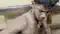 Motihari Bribe Allegation Excise Officer