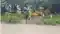 Saran mashrak sonauli Canal Breach