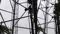 Muzaffarpur Youth Climbs Tower Over Delay in Mobile Release