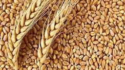 Wheat Export Ban Lifted 