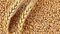 Wheat Export Ban Lifted 
