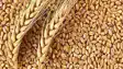 Wheat Export Ban Lifted 