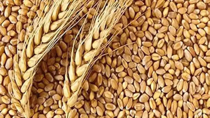Wheat Export Ban Lifted 