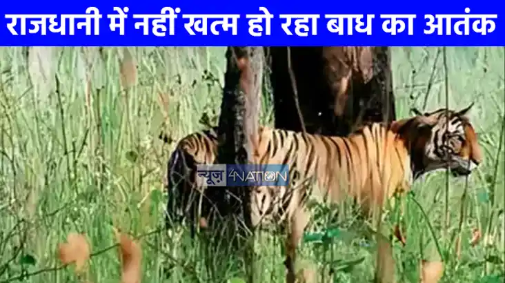UP NEWS: राजधानी में नहीं खत्म हो रहा है बाघ का आतंक किया 16