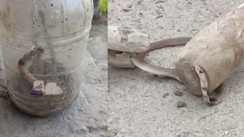 Snake home - एक घर से तीन दिनों में निकले 60 कोबरा सांप, रात में  होती थी सरसराहट, डर से सहमा है  पूरा परिवार