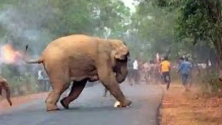 बिहार में जंगली जानवर के हमले से मृत्यु पर सरकार देगी 10 लाख बिहार में जंगली जानवर के हमले से मृत्यु पर सरकार देगी 10 लाख