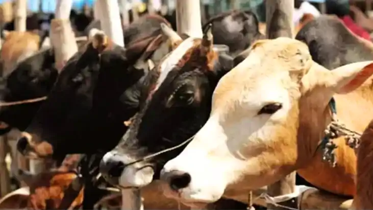 Bihar News : बिहार में पशु तस्करी पर नीतीश सरकार ने कसा शिकं Bihar News : बिहार में पशु तस्करी पर नीतीश सरकार ने कसा शिकं
