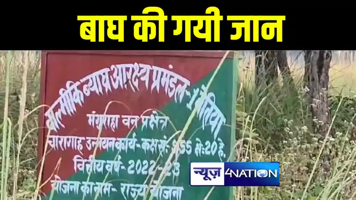 वाल्मीकि टाइगर रिजर्व में वर्चस्व की लड़ाई में बाघ की गयी जान वाल्मीकि टाइगर रिजर्व में वर्चस्व की लड़ाई में बाघ की गयी जान