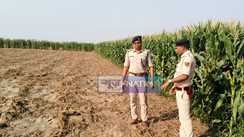 Opium Cultivated in Bhojpu