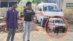Begusarai sadar hospital dog carrying human body