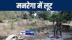 गया में मनरेगा योजना में जमकर हो रही बंदरबांट, अधिकारियों और कर्मियों की लापरवाही से सूख गए दो सौ पौधे