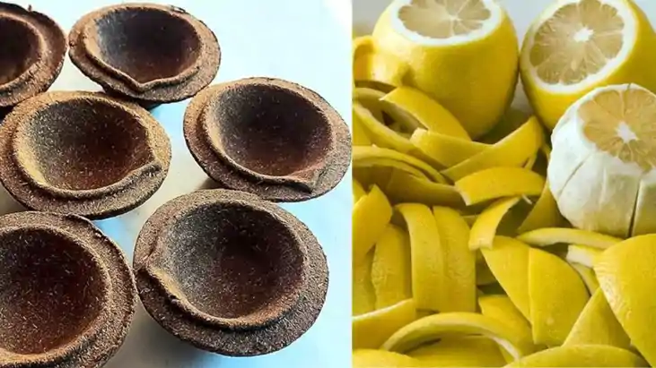 मुजफ्फरपुर के छात्रों ने किया कमाल, 45 पैसे में मौसम्बी के छ