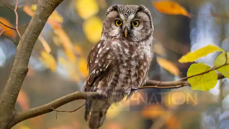 owl