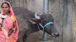 Gaya Buffalo Ownership