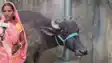 Gaya Buffalo Ownership