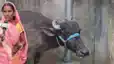 Gaya Buffalo Ownership