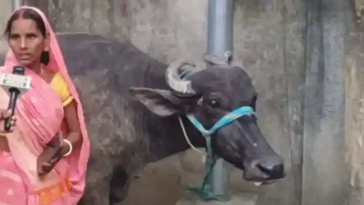 Gaya Buffalo Ownership