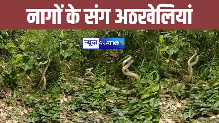 नागपंचमी पर नागों के संग अठखेलियां: हाजीपुर में नाग जोड़े का नागपंचमी पर नागों के संग अठखेलियां: हाजीपुर में नाग जोड़े का