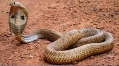 Child bite snake