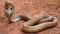 Child bite snake