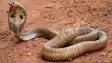 Child bite snake