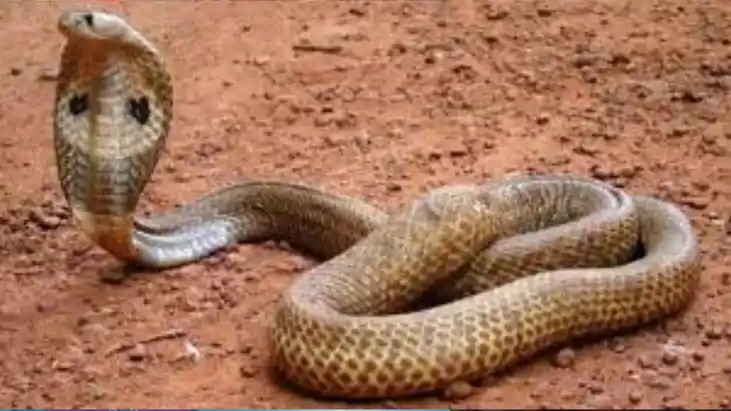 Child bite snake