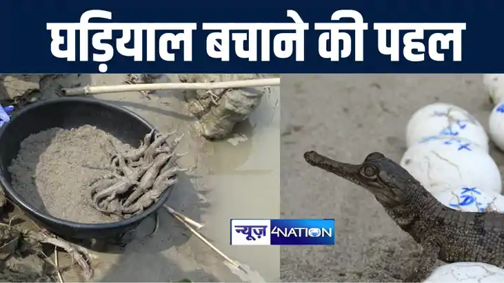 गंडक नदी में घड़ियालों की संख्या बढ़ाने की पहल, घड़ियाल रिकवरी गंडक नदी में घड़ियालों की संख्या बढ़ाने की पहल, घड़ियाल रिकवरी
