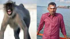 वाहन की टक्कर से बच्चे की मौत से खूंखार हुआ लंगूर,बदले में चालक की ली जान,अबतक डेढ़ दर्ज़न लोगों पर किया हमला