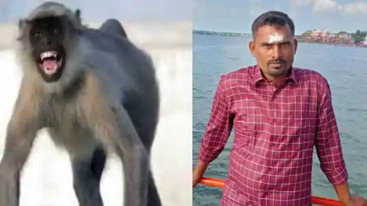वाहन की टक्कर से बच्चे की मौत से खूंखार हुआ लंगूर,बदले में च वाहन की टक्कर से बच्चे की मौत से खूंखार हुआ लंगूर,बदले में च