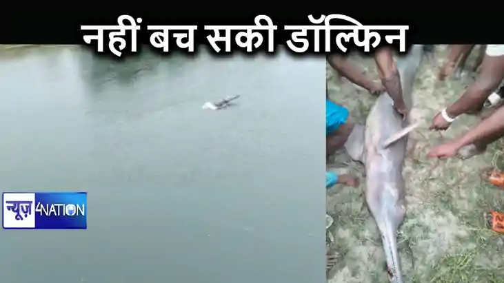 कटिहार के बरंडी नदी में दिखी डॉल्फिन, संरक्षण करने की कोशिश कटिहार के बरंडी नदी में दिखी डॉल्फिन, संरक्षण करने की कोशिश