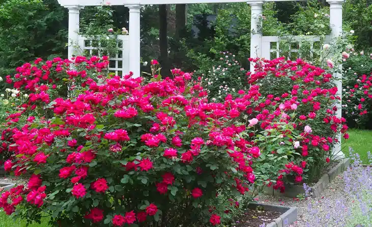 Garden Tips
