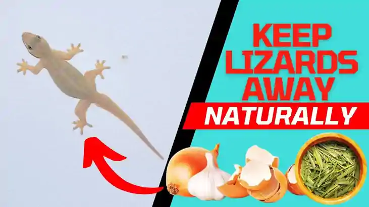 Lizard Repellent Home Remedies 