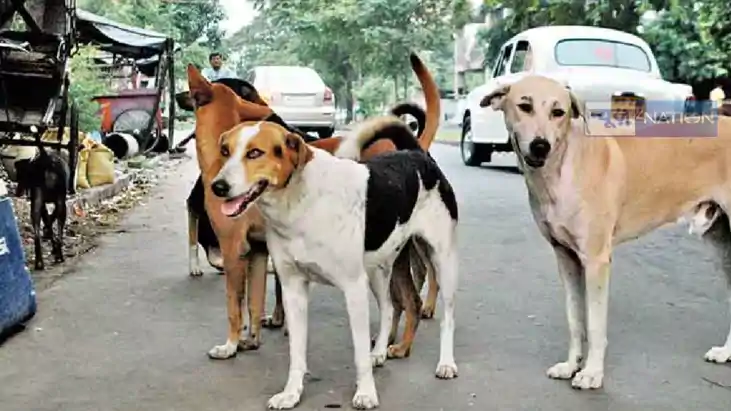 control of stray dogs 